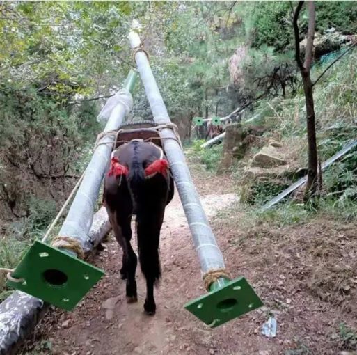 泰安骡马运输队