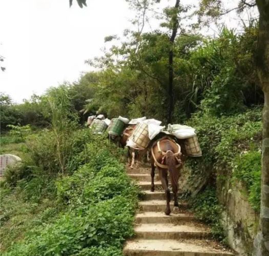 泰安山区马帮运输