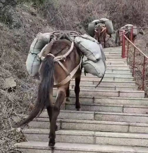 泰安骡马运输
