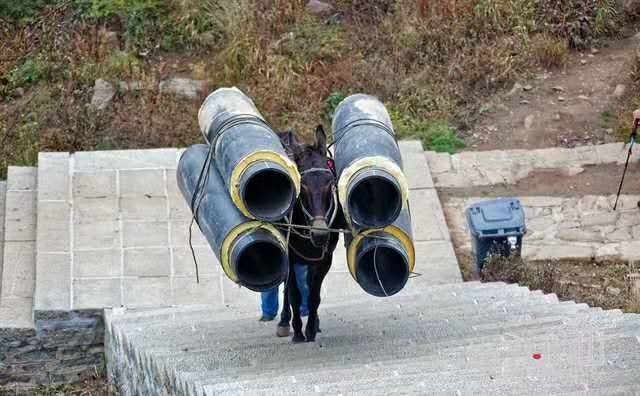 泰安马帮运输