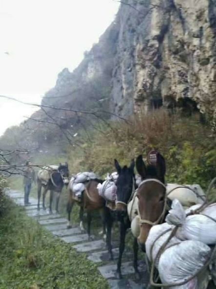 泰安骡子运输队